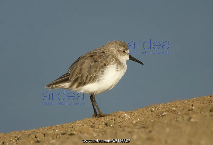 : Western Sandpiper (Calidris mauri) : Western Sandpiper (Calidris mauri)