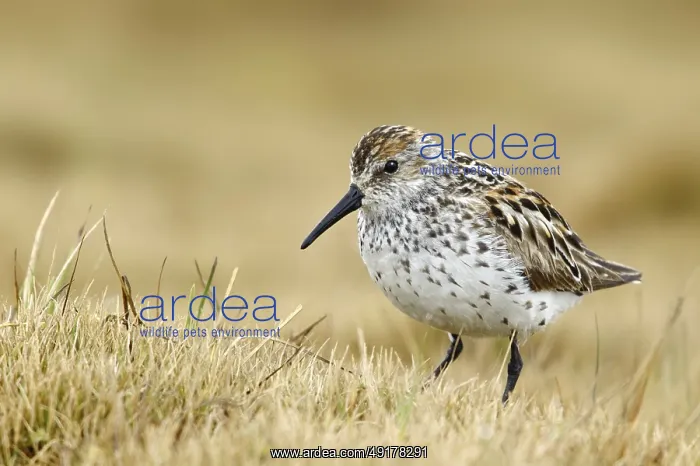 : Western Sandpiper (Calidris mauri), Alaska, USA : Western Sandpiper (Calidris mauri), Alaska, USA