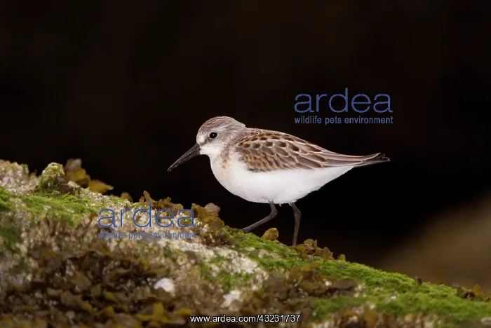 : Western sandpiper, Calidris mauri, Stanley : Western sandpiper, Calidris mauri, Stanley