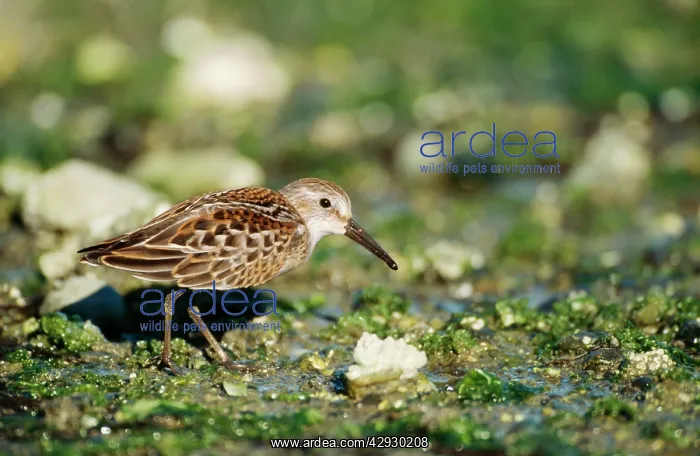 : Western SANDPIPER - foraging on shore : Western SANDPIPER - foraging on shore