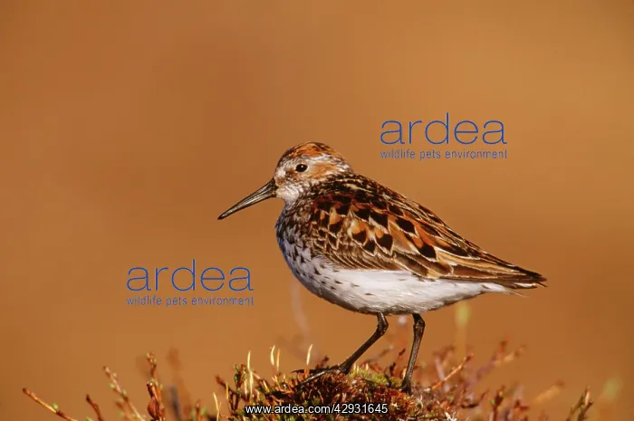 : Western SANDPIPER - side profile : Western SANDPIPER - side profile