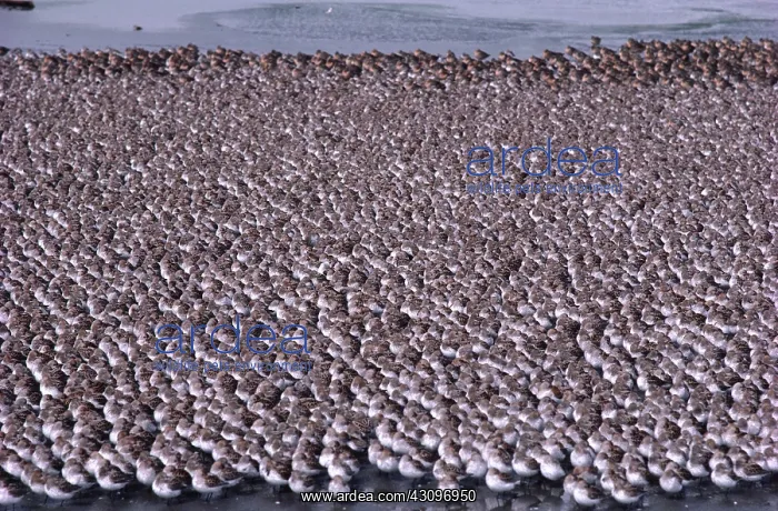 : Western Sandpipers : Western Sandpipers