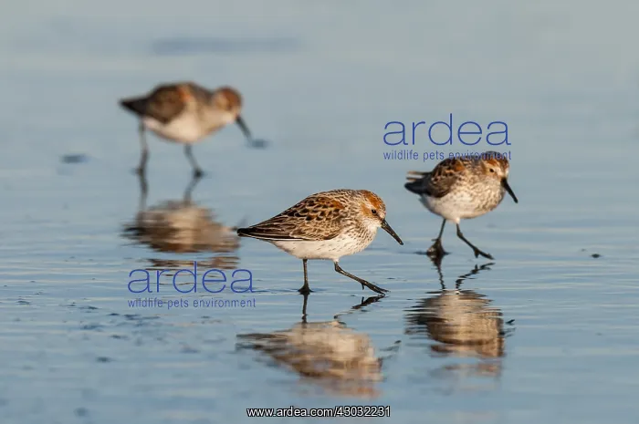  : Western Sandpipers (Calidris mauri). Breeding plumage