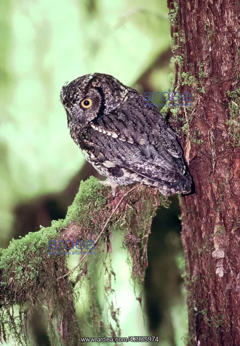 : Western Screech Owl : Western Screech Owl
