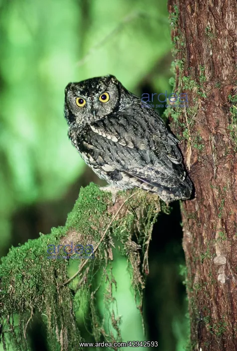 : Western Screech Owl : Western Screech Owl