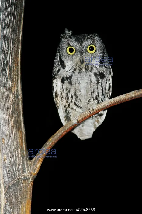 : Western Screech Owl : Western Screech Owl