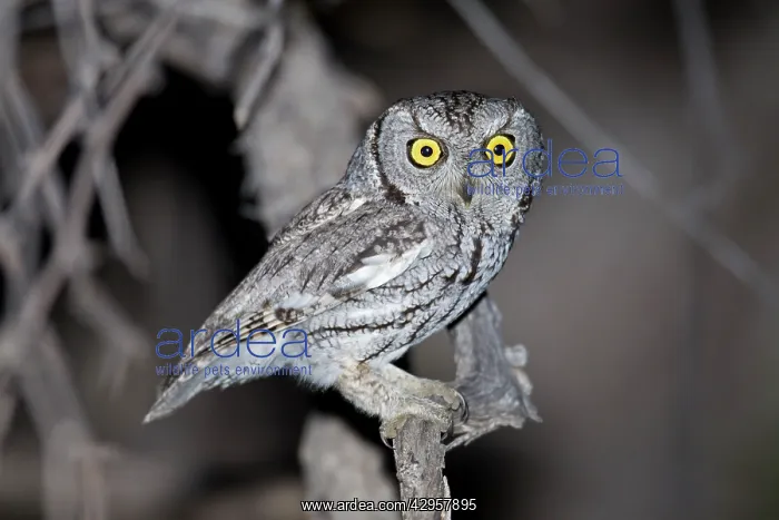 : Western Screech Owl : Western Screech Owl