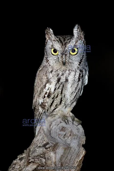 : Western Screech Owl : Western Screech Owl