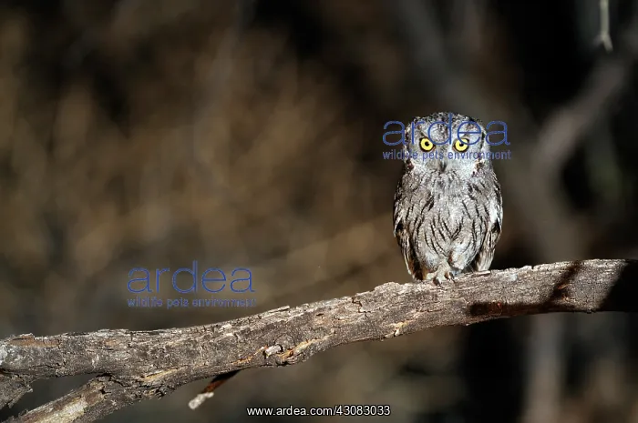 : Western screech owl : Western screech owl