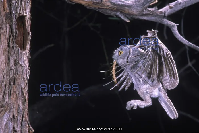 : Western Screech Owl : Western Screech Owl