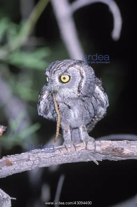 : Western Screech Owl : Western Screech Owl