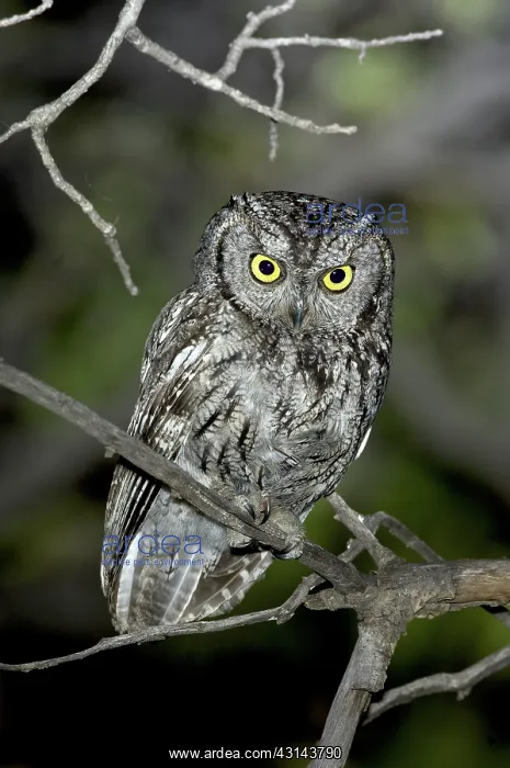 : Western Screech Owl : Western Screech Owl