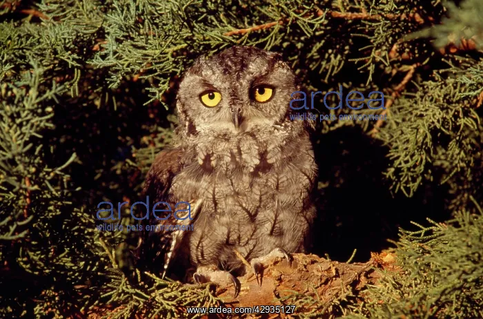 : Western Screech OWL - early morning on juniper limb : Western Screech OWL - early morning on juniper limb
