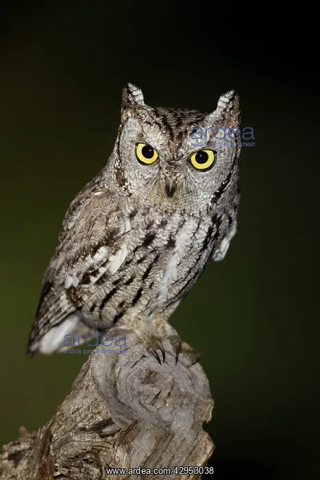 : Western Screech Owl - March : Western Screech Owl - March