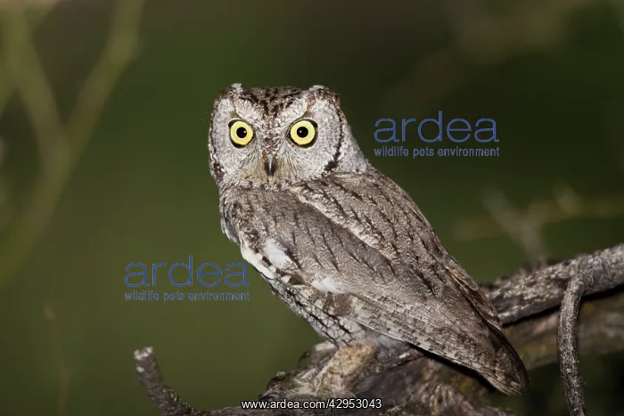 : Western Screech Owl - March : Western Screech Owl - March