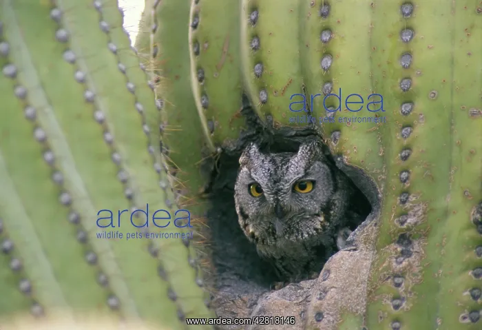 : Western Screech Owl - at nest in Saguaro cactus : Western Screech Owl - at nest in Saguaro cactus