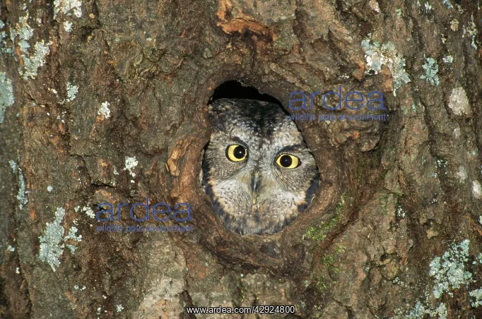 : Western Screech Owl - peering from hole in nest : Western Screech Owl - peering from hole in nest
