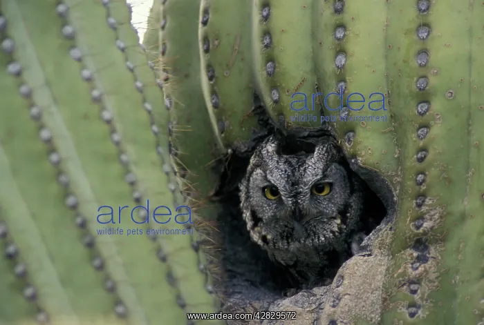 : Western Screech-Owl - In Saguaro Cactus : Western Screech-Owl - In Saguaro Cactus