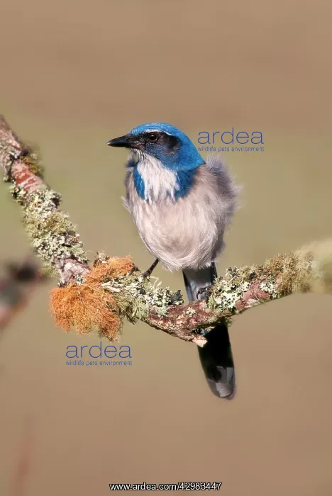 : Western Scrub-Jay : Western Scrub-Jay