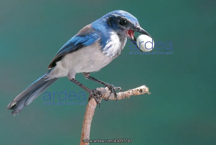 : Western Scrub Jay : Western Scrub Jay