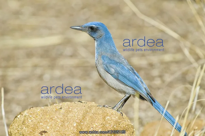 : Western Scrub Jay : Western Scrub Jay