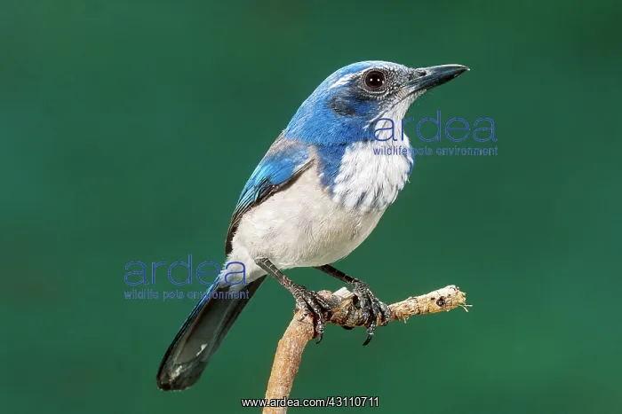 : Western Scrub Jay : Western Scrub Jay