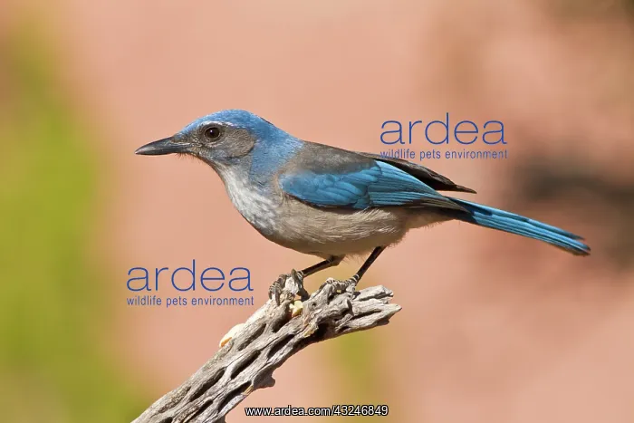 : Western Scrub Jay (Aphelocoma californica) : Western Scrub Jay (Aphelocoma californica)