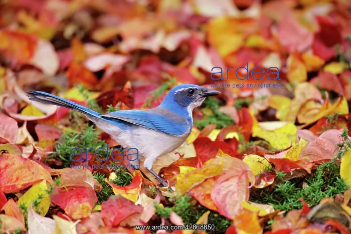 : Western Scrub-Jay - among autumn leaves : Western Scrub-Jay - among autumn leaves