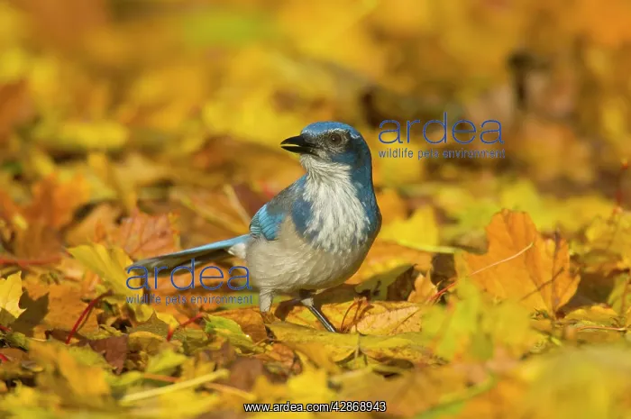 : Western scrub-jay - among autumn leaves : Western scrub-jay - among autumn leaves