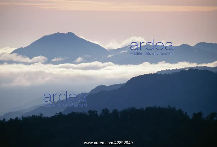 : Western Sepik Torricelli Mountain range from Mt Somoro : Western Sepik Torricelli Mountain range from Mt Somoro
