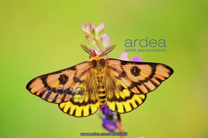 : Western Sheep Moth - on lupine wildflower in subalpine : Western Sheep Moth - on lupine wildflower in subalpine