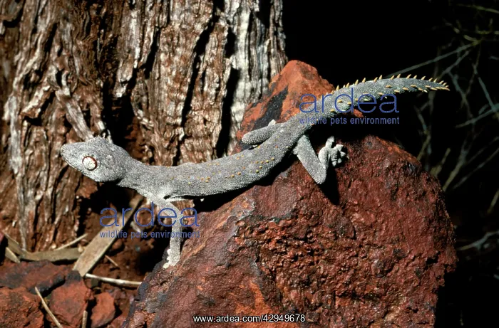  : Western Shield  /  WellingtonIs spiny-tailed gecko