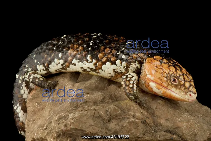 : Western shingleback skink (Tiliqua rugosa rugosa) : Western shingleback skink (Tiliqua rugosa rugosa)