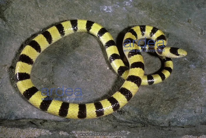 : Western Shovel-Nosed Snake : Western Shovel-Nosed Snake