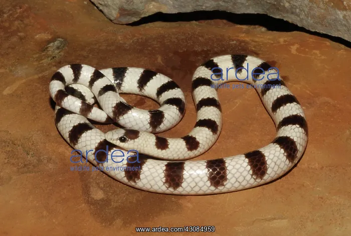 : Western Shovelnose Snake : Western Shovelnose Snake