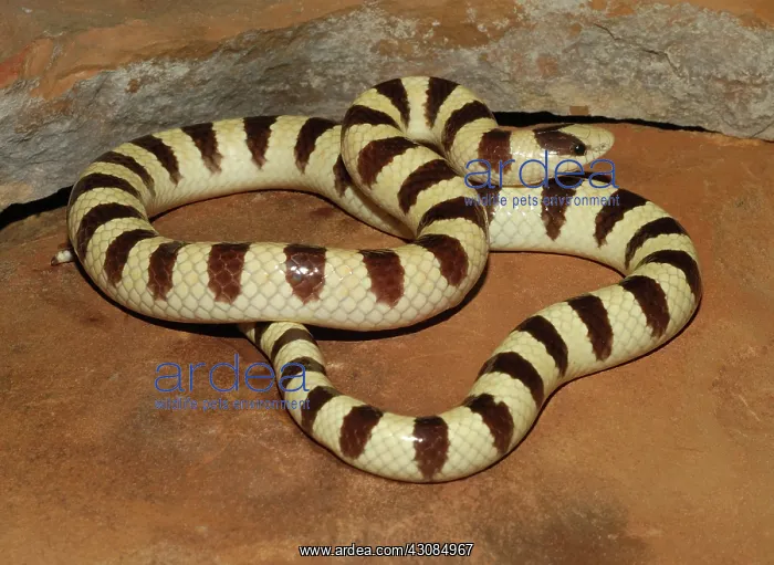 : Western Shovelnose Snake : Western Shovelnose Snake