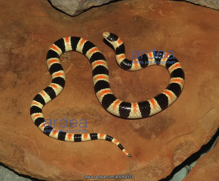: Western Shovelnose Snake : Western Shovelnose Snake