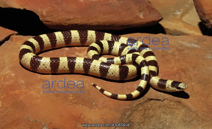 : Western Shovelnose Snake : Western Shovelnose Snake