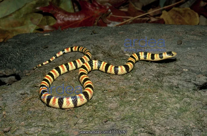 : Western Shovelnose Snake : Western Shovelnose Snake