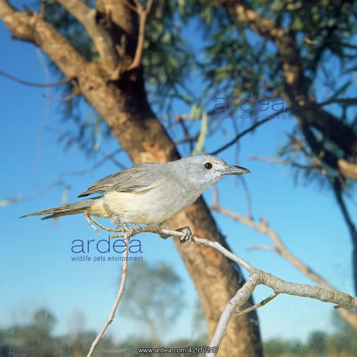 : Western Shrike-thrush : Western Shrike-thrush