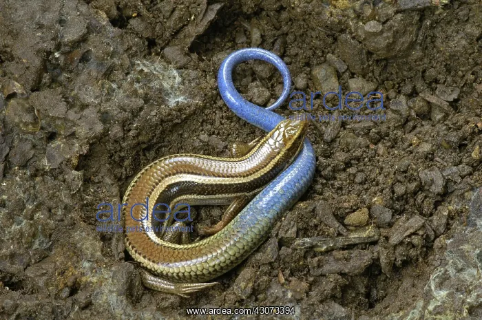 : Western Skink : Western Skink
