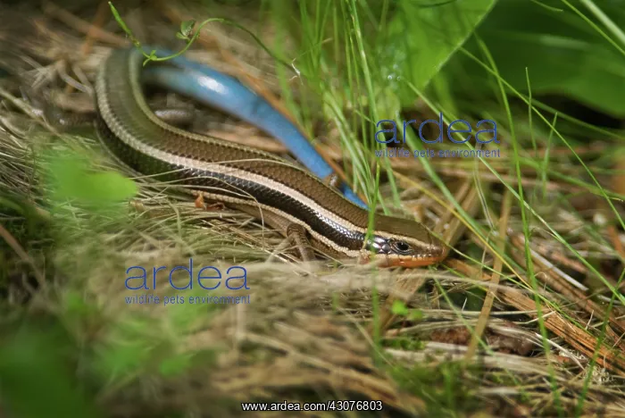 : Western Skink : Western Skink