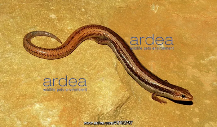 : Western Skink : Western Skink