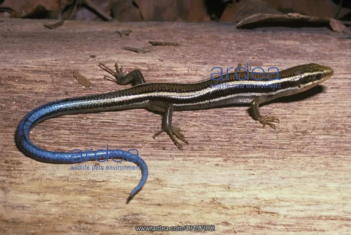 : Western skink : Western skink