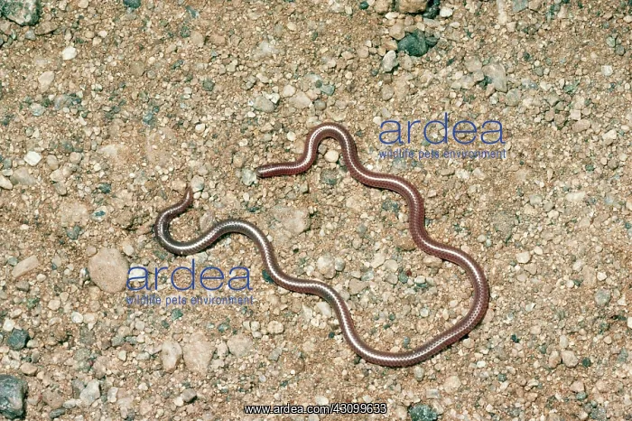 : Western Slender Blind Snake : Western Slender Blind Snake