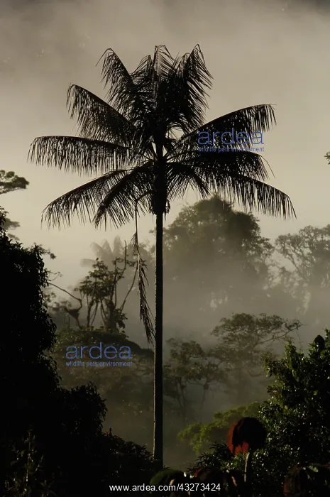 : Western slope of the Andes, forest vegetation : Western slope of the Andes, forest vegetation