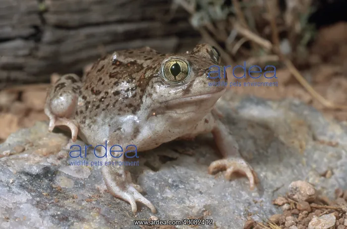 : Western Spadefoot : Western Spadefoot