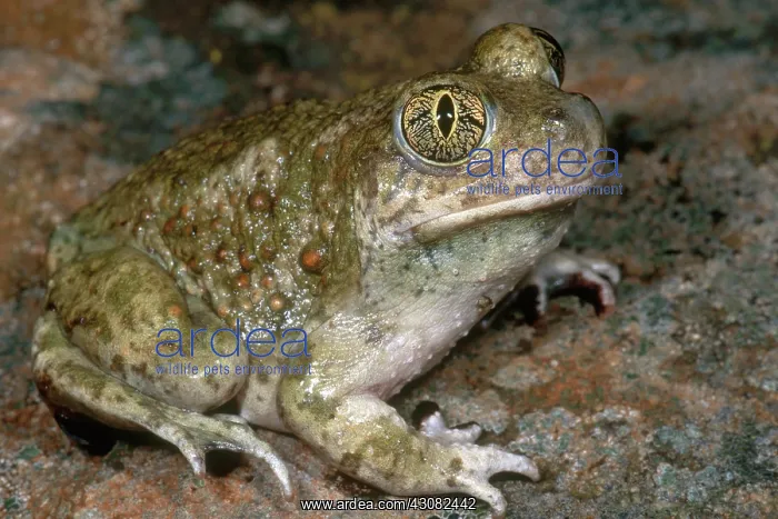 : Western Spadefoot : Western Spadefoot