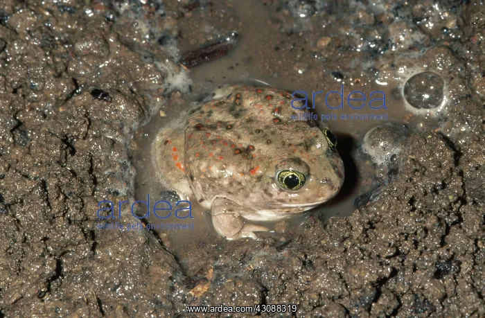 : Western Spadefoot Toad : Western Spadefoot Toad