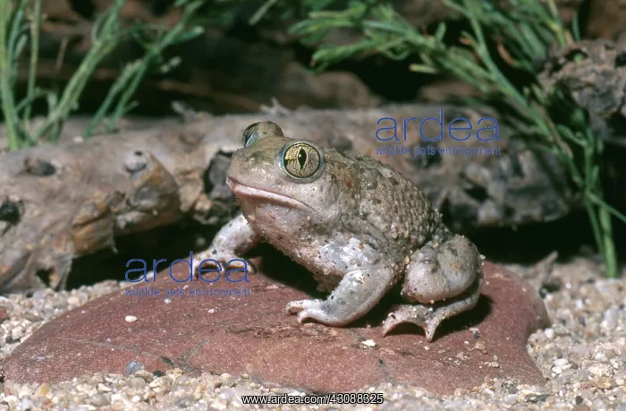 : Western Spadefoot Toad : Western Spadefoot Toad